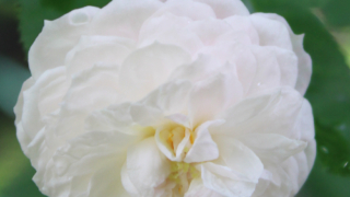 Thumbnail of post image 183