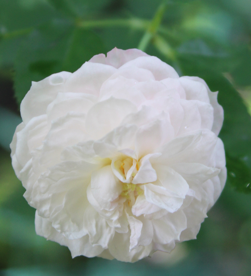 ピンク系バラ カロリーヌマルニエス