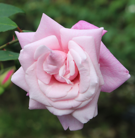 ピンク系バラ ル・ベスベ