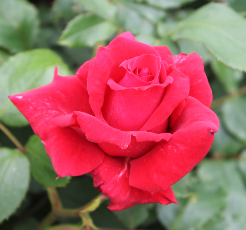 赤系バラ ローズオオサカ