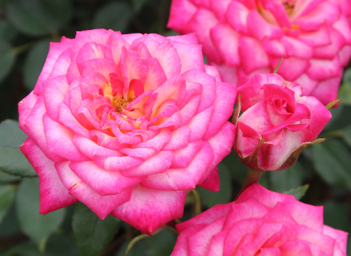 ピンク系バラ シャンビラン