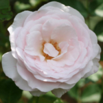 Thumbnail of post image 025
