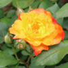Thumbnail of related posts 074
