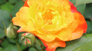 Thumbnail of post image 068