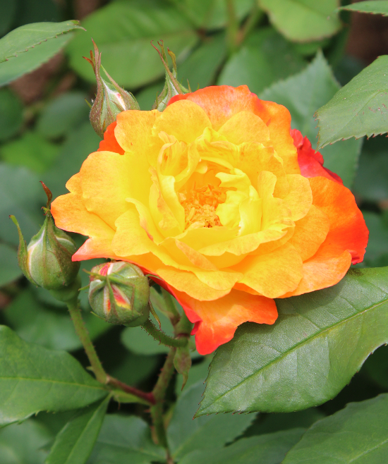 オレンジ系バラ ふれ太鼓