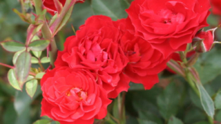 Thumbnail of post image 121