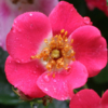Thumbnail of new posts 199