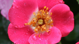 Thumbnail of post image 083