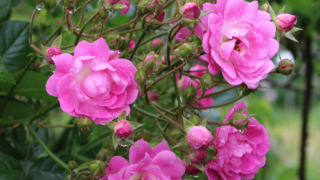 Thumbnail of post image 048