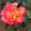 Thumbnail of new posts 156