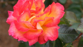 Thumbnail of post image 054