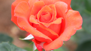Thumbnail of post image 151