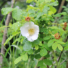 Thumbnail of new posts 160