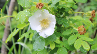 Thumbnail of post image 058
