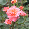 Thumbnail of new posts 069