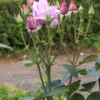 Thumbnail of new posts 052