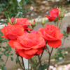 Thumbnail of new posts 084