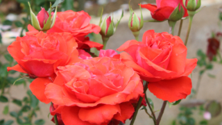 Thumbnail of post image 062