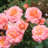 Thumbnail of related posts 097