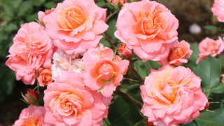 Thumbnail of post image 109