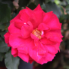 Thumbnail of new posts 025