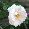 Thumbnail of new posts 025