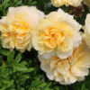 Thumbnail of new posts 102