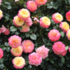 Thumbnail of new posts 006