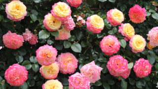 Thumbnail of post image 082