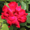 Thumbnail of new posts 038