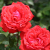 Thumbnail of new posts 084