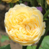Thumbnail of new posts 132