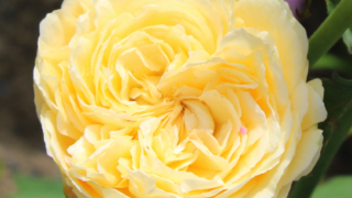 Thumbnail of post image 001