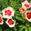 Thumbnail of new posts 012
