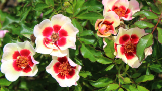 Thumbnail of post image 072