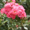 Thumbnail of new posts 067