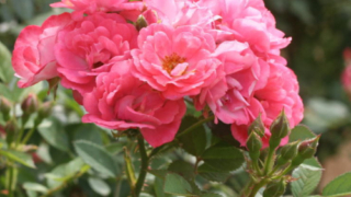 Thumbnail of post image 125