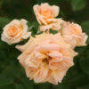 Thumbnail of new posts 064
