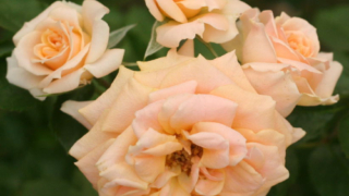 Thumbnail of post image 114