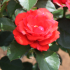 Thumbnail of new posts 020