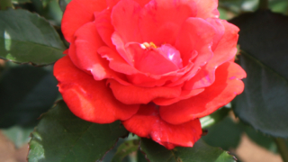 Thumbnail of post image 164