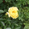 Thumbnail of new posts 002
