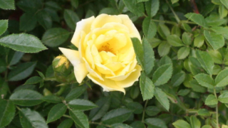 Thumbnail of post image 091