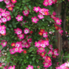 Thumbnail of new posts 028