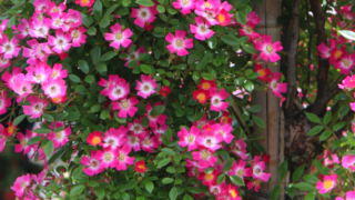 Thumbnail of post image 043