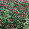 Thumbnail of new posts 071