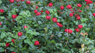 Thumbnail of post image 093