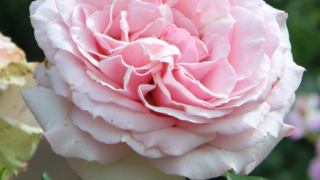 Thumbnail of post image 063