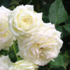 Thumbnail of new posts 094