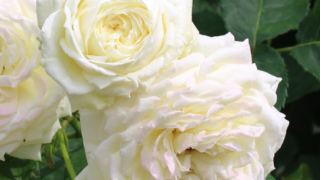 Thumbnail of post image 020